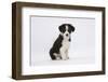 Border Collie Puppy Sitting-Mark Taylor-Framed Photographic Print