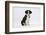 Border Collie Puppy Sitting-Mark Taylor-Framed Photographic Print