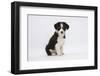 Border Collie Puppy Sitting-Mark Taylor-Framed Photographic Print