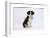 Border Collie Puppy Sitting-Mark Taylor-Framed Photographic Print