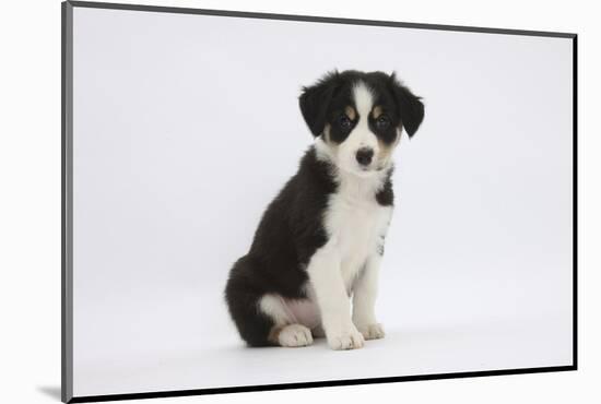 Border Collie Puppy Sitting-Mark Taylor-Mounted Photographic Print