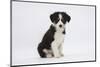 Border Collie Puppy Sitting-Mark Taylor-Mounted Photographic Print