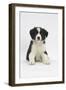 Border Collie Puppy Sitting-Mark Taylor-Framed Photographic Print