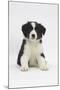 Border Collie Puppy Sitting-Mark Taylor-Mounted Photographic Print