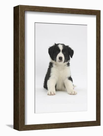 Border Collie Puppy Sitting-Mark Taylor-Framed Photographic Print