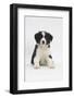 Border Collie Puppy Sitting-Mark Taylor-Framed Photographic Print