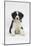 Border Collie Puppy Sitting-Mark Taylor-Mounted Photographic Print