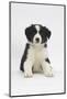 Border Collie Puppy Sitting-Mark Taylor-Mounted Photographic Print