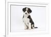 Border Collie Puppy Sitting-Mark Taylor-Framed Photographic Print