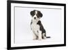 Border Collie Puppy Sitting-Mark Taylor-Framed Photographic Print