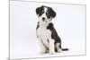 Border Collie Puppy Sitting-Mark Taylor-Mounted Photographic Print