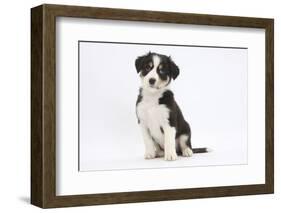 Border Collie Puppy Sitting-Mark Taylor-Framed Photographic Print