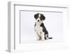 Border Collie Puppy Sitting-Mark Taylor-Framed Photographic Print