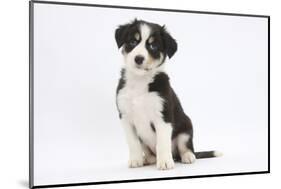 Border Collie Puppy Sitting-Mark Taylor-Mounted Photographic Print