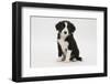 Border Collie Puppy Sitting-Mark Taylor-Framed Photographic Print