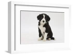 Border Collie Puppy Sitting-Mark Taylor-Framed Photographic Print