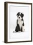 Border Collie Puppy Sitting-Mark Taylor-Framed Photographic Print