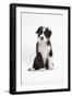 Border Collie Puppy Sitting-Mark Taylor-Framed Photographic Print