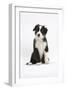 Border Collie Puppy Sitting-Mark Taylor-Framed Photographic Print