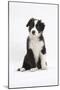 Border Collie Puppy Sitting-Mark Taylor-Mounted Photographic Print