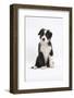 Border Collie Puppy Sitting-Mark Taylor-Framed Photographic Print