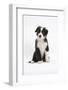 Border Collie Puppy Sitting-Mark Taylor-Framed Photographic Print