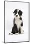 Border Collie Puppy Sitting-Mark Taylor-Mounted Photographic Print