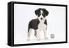 Border Collie Puppy Standing by Toy-Mark Taylor-Framed Stretched Canvas