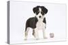 Border Collie Puppy Standing by Toy-Mark Taylor-Stretched Canvas