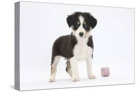 Border Collie Puppy Standing by Toy-Mark Taylor-Stretched Canvas