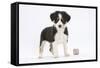 Border Collie Puppy Standing by Toy-Mark Taylor-Framed Stretched Canvas