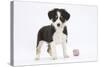 Border Collie Puppy Standing by Toy-Mark Taylor-Stretched Canvas