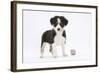 Border Collie Puppy Standing by Toy-Mark Taylor-Framed Photographic Print