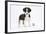 Border Collie Puppy Standing by Toy-Mark Taylor-Framed Photographic Print
