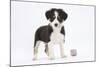 Border Collie Puppy Standing by Toy-Mark Taylor-Mounted Photographic Print