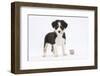 Border Collie Puppy Standing by Toy-Mark Taylor-Framed Photographic Print