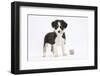 Border Collie Puppy Standing by Toy-Mark Taylor-Framed Photographic Print