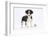 Border Collie Puppy Standing by Toy-Mark Taylor-Framed Photographic Print