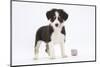 Border Collie Puppy Standing by Toy-Mark Taylor-Mounted Photographic Print