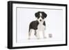 Border Collie Puppy Standing by Toy-Mark Taylor-Framed Photographic Print