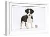 Border Collie Puppy Standing by Toy-Mark Taylor-Framed Photographic Print