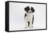 Border Collie Puppy Standing-Mark Taylor-Framed Stretched Canvas