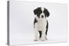 Border Collie Puppy Standing-Mark Taylor-Stretched Canvas