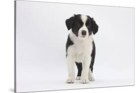 Border Collie Puppy Standing-Mark Taylor-Stretched Canvas