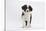 Border Collie Puppy Standing-Mark Taylor-Stretched Canvas