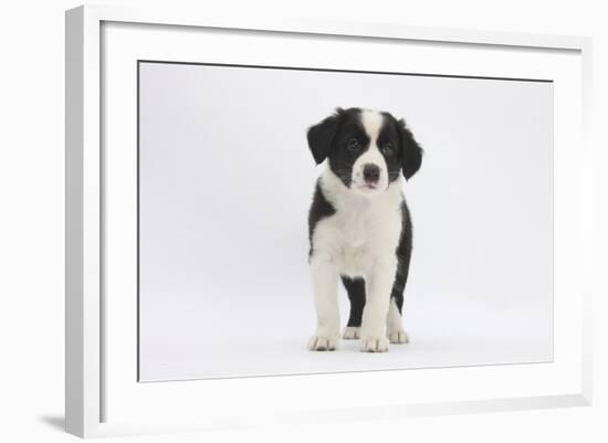 Border Collie Puppy Standing-Mark Taylor-Framed Photographic Print