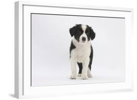 Border Collie Puppy Standing-Mark Taylor-Framed Photographic Print