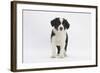 Border Collie Puppy Standing-Mark Taylor-Framed Photographic Print