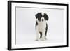 Border Collie Puppy Standing-Mark Taylor-Framed Photographic Print