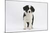 Border Collie Puppy Standing-Mark Taylor-Mounted Photographic Print